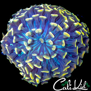 BEAUTIFUL BI COLOR HAMMER