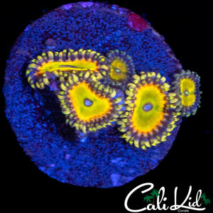 CK SATURNS RING MINI COLONY