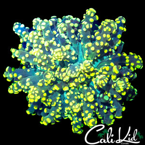 TRUE YELLOW BRANCHING OCTO