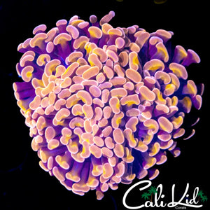 CK LAKERS HAMMER