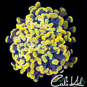 YELLOW LEMONADE BRANCHING HAMMER