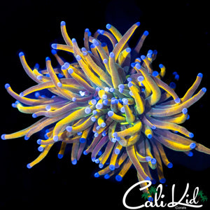 AQUACULTURED MEDUSA TORCH