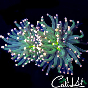 COTTON CANDY TYPE TORCH DOUBLE