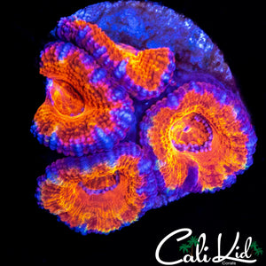 ULTRA ACAN QUAD
