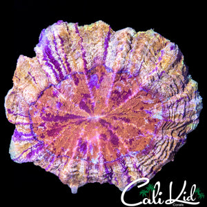 XL RARE COLOR ACANTHO