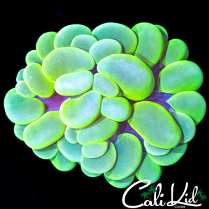 LIMEADE BUBBLE CORAL