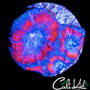 SUPERMAN ACAN TRIPLE