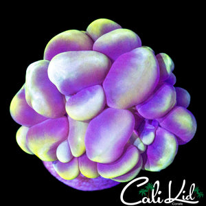 GHOST BUBBLE CORAL