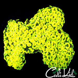 INSANE YELLOW HYBRID HAMMER