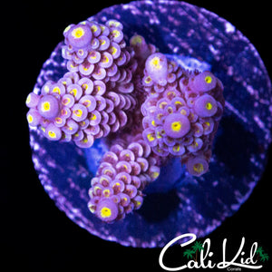 PRETTY IN PINK TYPE TENIUS MINI COLONY