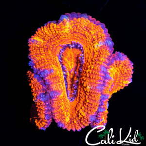 ULTRA RAINBOW ACAN TRIPLE