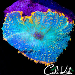TEQUILA SUNRISE TYPE MUSHROOM