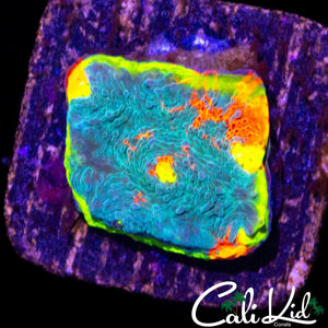 RARE RAINBOW CHALICE FRAG