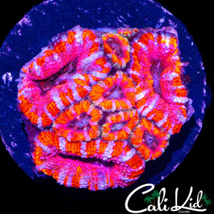 WHITE STRIPE ACAN MINI COLONY