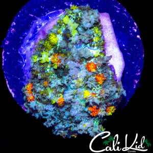 LARGE CK CIRCUS BOUNCE MUSHROOM