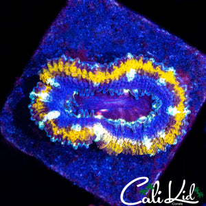 LARGE GOLD RING ACAN LORD