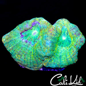 RAINBOW PATTERN BOWEBANKI DOUBLE