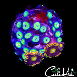 ASSORTED ZOA MINI COLONY