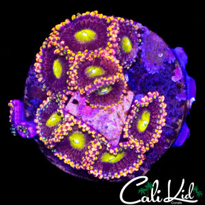 CK ANTI MATTER MINI COLONY