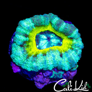 CHUNKY RARE ASIAN ACAN