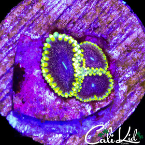 CK AOTP ZOA TRIPLE