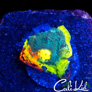 INSANE RAINBOW CHALICE FRAG