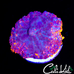 FLAME RIM RHODACTIS
