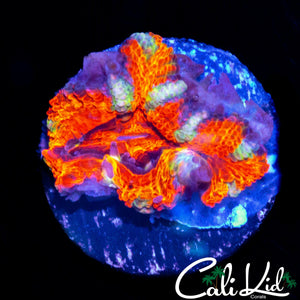 MYSTERY ACAN LORD