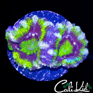 ULTRA MAZE ACAN DOUBLE