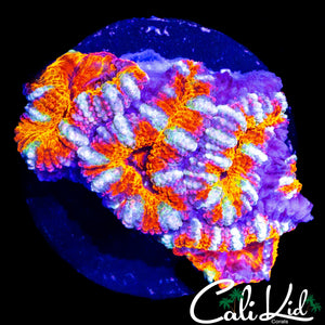 TONY THE TIGER ACAN CHUNK