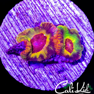 RAREST OF RARE ASIAN ACAN DOUBLE