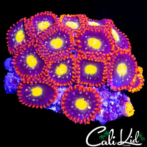 ASSORTED ZOAS