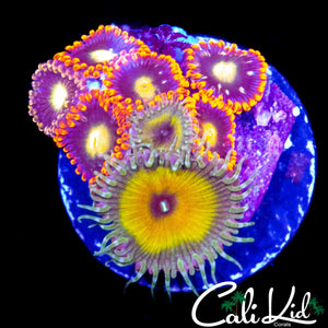 ASSORTED ZOAS