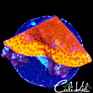 CK STARBURST MONTI