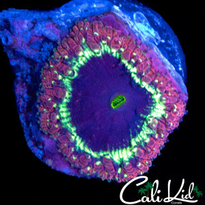 CK DEEP BLUE BLASTO