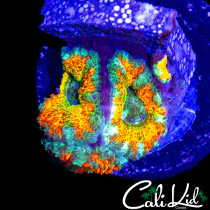 CK MANGO TANGO ACAN TRIPLE (SUPER BRIGHT)