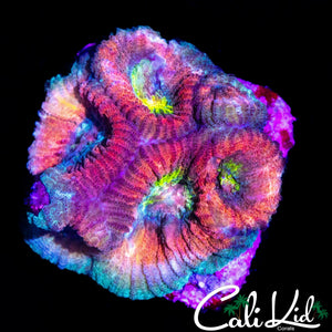RARE RED RAIDER FAVIA CHUNK