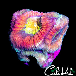 RAINBOW FAVIA MORPH