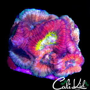 RARE RED RAIDER FAVIA MINI COLONY