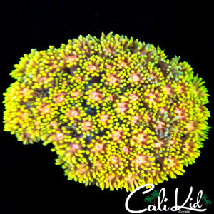 ULTIMATE RAINBOW GONI COLONY