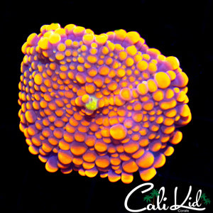 LARGE STUNNING BUBBLE YUMA