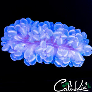 WHITE GHOST BUBBLE COLONY