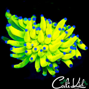 BRIGHTEST EVER HOLY GRAIL TORCH