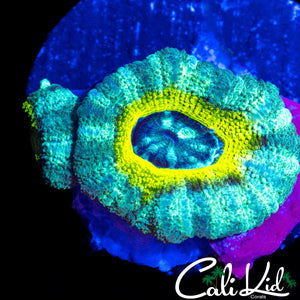 RARE ASIAN ACAN DOUBLE