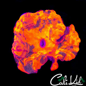 COOL PATTERN DEADPOOL MUSHROOM
