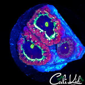 CK DEEP BLUE BLASTO TRIPLE