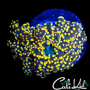 TRUE YELLOW BRANCHING OCTOSPAWN