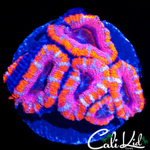 WHITE STRIPE ACAN MINI COLONY