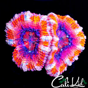BRIGHT ACAN DOUBLE