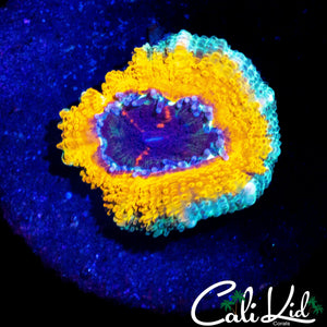 YELLOW ABYSS ACAN